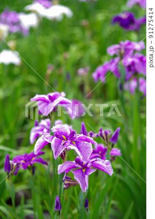 花菖蒲【赤堀花菖蒲園】 花菖蒲【赤堀花菖蒲園】 91275414