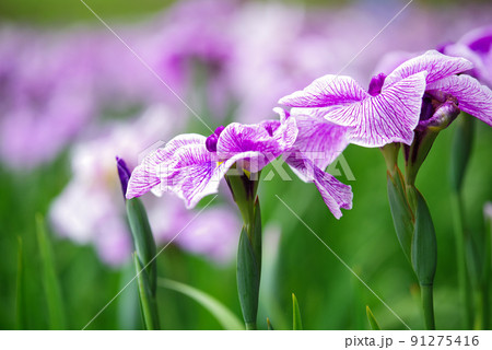 花菖蒲【赤堀花菖蒲園】 花菖蒲【赤堀花菖蒲園】 91275416