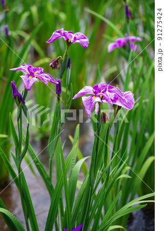 花菖蒲【赤堀花菖蒲園】 花菖蒲【赤堀花菖蒲園】 91275424