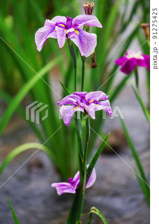 花菖蒲【赤堀花菖蒲園】 花菖蒲【赤堀花菖蒲園】 91275425