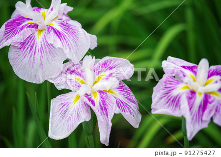 花菖蒲【赤堀花菖蒲園】 花菖蒲【赤堀花菖蒲園】 91275427