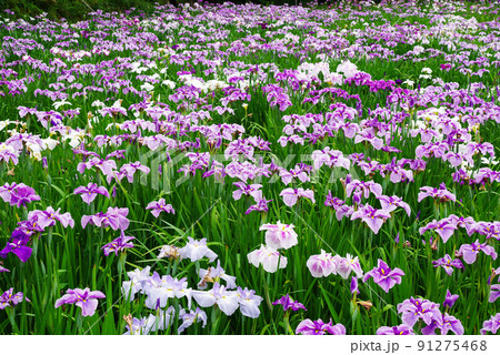 花しょうぶ【赤堀花しょうぶ園】 花しょうぶ【赤堀花しょうぶ園】 91275468
