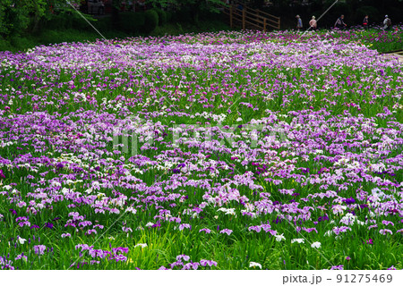 花しょうぶ【赤堀花しょうぶ園】 91275469