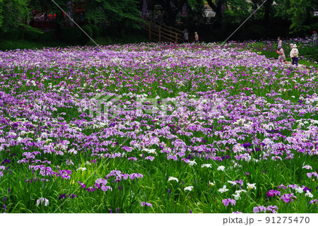 花しょうぶ【赤堀花しょうぶ園】 91275470