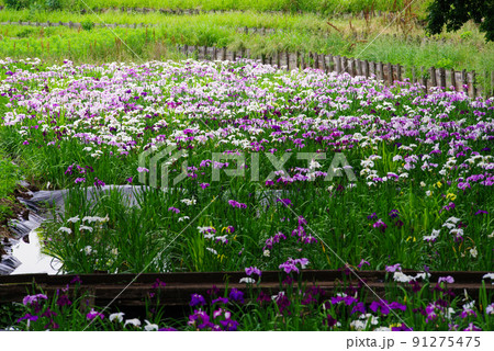 花しょうぶ【赤堀花しょうぶ園】 花しょうぶ【赤堀花しょうぶ園】 91275475