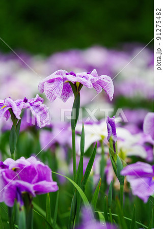 花しょうぶ【赤堀花しょうぶ園】 花しょうぶ【赤堀花しょうぶ園】 91275482