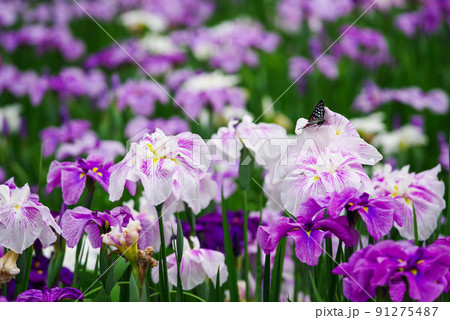 花しょうぶ【赤堀花しょうぶ園】 花しょうぶ【赤堀花しょうぶ園】 91275487