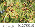 どんぐりの木 91275515