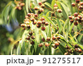 どんぐりの木 91275517