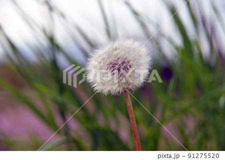 【長野県飯綱町】丹霞郷に咲くタンポポの種子 91275520
