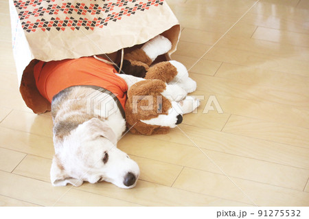 仲良し寝のぬいぐるみとビーグル犬 91275532