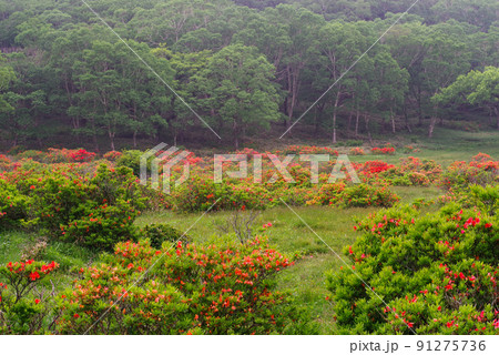 つつじ咲く赤城白樺牧場 つつじ咲く赤城白樺牧場 91275736