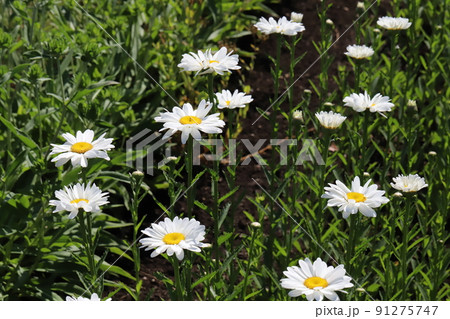 春の日本の庭に咲く白いカンシロギクの花 春の日本の庭に咲く白いカンシロギクの花 91275747
