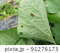 整列！フタスジハリカメムシの卵 91276173