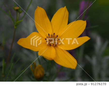 コレオプシス 91276270