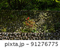 石垣に咲く赤い花の風景 91276775