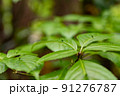 面白い葉 91276787