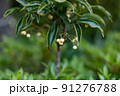 5月の万両 91276788