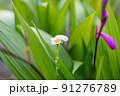 ハルジオン 91276789