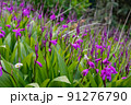 紫の花の群生 91276790