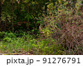 雑木林の風景 91276791