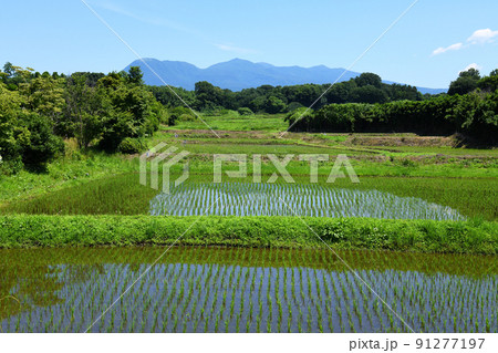 赤城山と水田 91277197