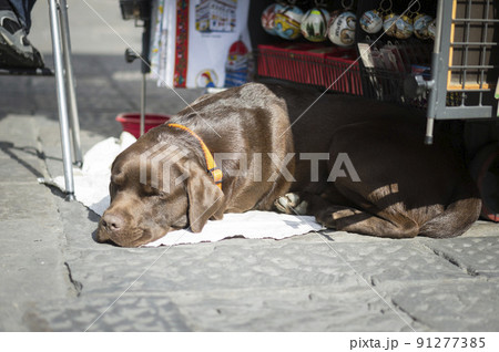 イタリア　フィレンツェ　スナップ　海外　旅行　留学　 91277385