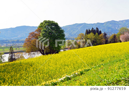 【長野県飯山市】いいやま菜の花まつり 菜の花公園と千曲川 【長野県飯山市】いいやま菜の花まつり 菜の花公園と千曲川 91277659