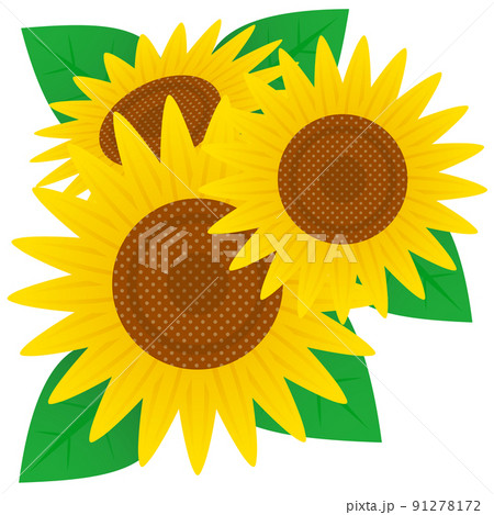 Sunflower illustration material - Stock Illustration [91278172] - PIXTA