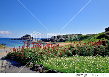 南伊豆爪木崎海岸 南伊豆爪木崎海岸 91278377