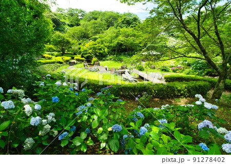 あじさい公園　R4年初夏 91278402