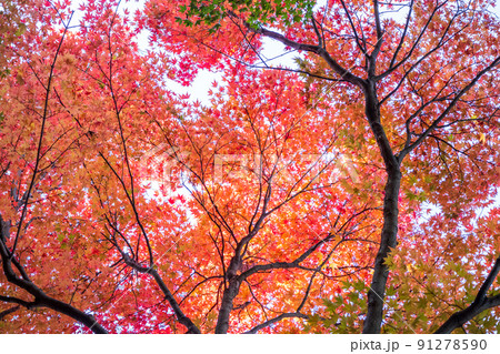 紅葉　秋イメージ・カエデ 91278590