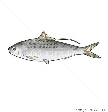 魚 海 回 91278814