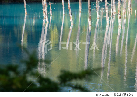 水面に映る雑木林　青い池 91279356