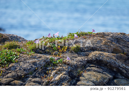 日本海春のハマヒルガオ 91279561