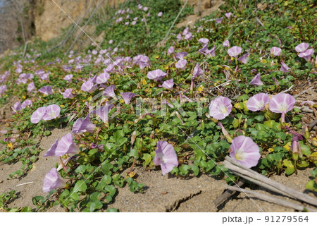 日本海春のハマヒルガオ 91279564