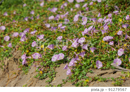 日本海春のハマヒルガオ 91279567
