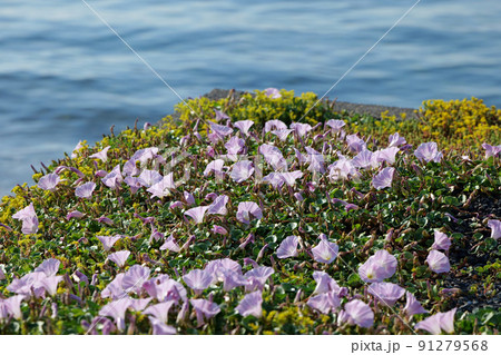 日本海春のハマヒルガオ 日本海春のハマヒルガオ 91279568