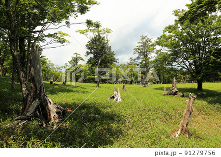 大台ヶ原 牛石ヶ原 へ向かう【吉野熊野国立公園】 大台ヶ原 牛石ヶ原 へ向かう【吉野熊野国立公園】 91279756