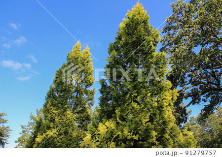 夏の緑のヒバの木と青空 夏の緑のヒバの木と青空 91279757