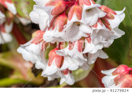 Close-up on flowers of heartleaf bergenia, Bergenia crassifolia at spring. Close-up on flowers of heartleaf bergenia, Bergenia crassifolia at spring. 91279824