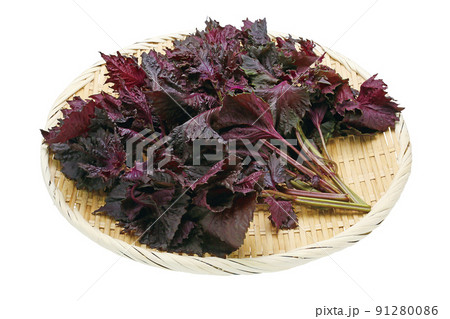 赤シソ_02(パス付) 赤シソ_02(パス付) 91280086