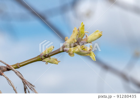 Twig and buds of Acer platanoides Twig and buds of Acer platanoides 91280435