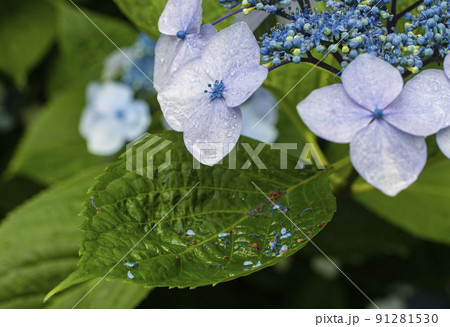 水滴が滴る青いアジサイの花 こぼれ落ちた蕾が溜まっている葉っぱの写真素材
