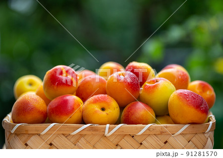 南高梅　梅 91281570