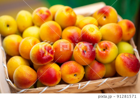 南高梅　梅 91281571