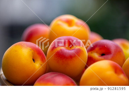 南高梅　梅 91281595