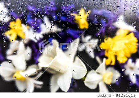 Floral background. Various daffodil flower heads, hyacinth blurred top view flat lay with water drops on the glass. Deep purple, pink, white, yellow colors. Copy space for text. High quality photo Floral background. Various daffodil flower heads, hyacinth blurred top view flat lay with water drops on the glass. Deep purple, pink, white, yellow colors. Copy space for text. High quality photo 91281613