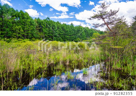 初夏の唐花見湿原 初夏の唐花見湿原 91282355