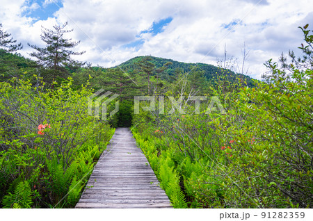 初夏のさわやかな唐花見湿原 91282359